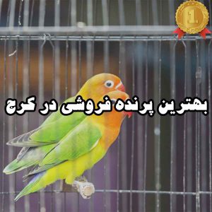 بهترین پرنده فروشی در کرج