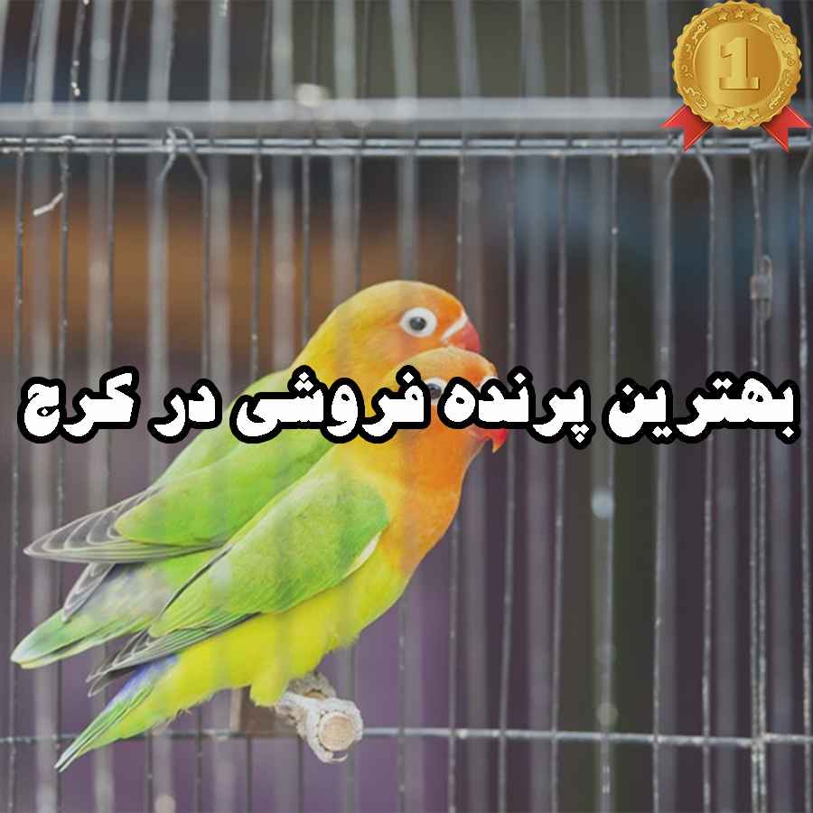 بهترین پرنده فروشی در کرج